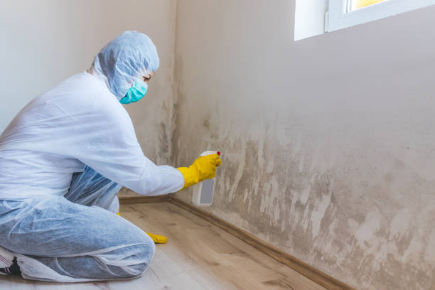 Licensed Black Mold Remediation service in Nellysford, VA - 24 Hour Mold Removal