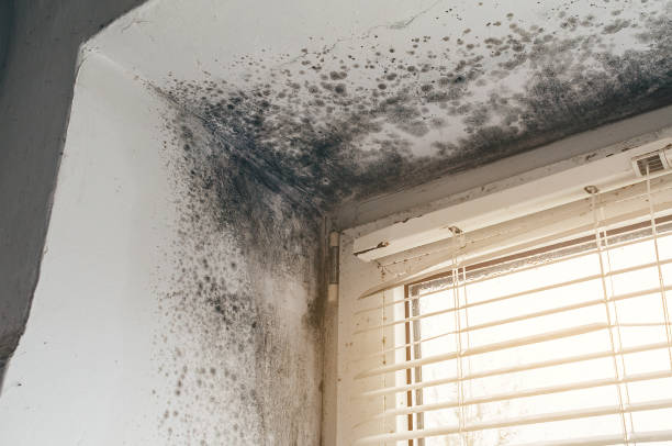 Affordable Black Mold Remediation solutions in Nellysford, VA